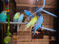 Budgies flock for rehoming.