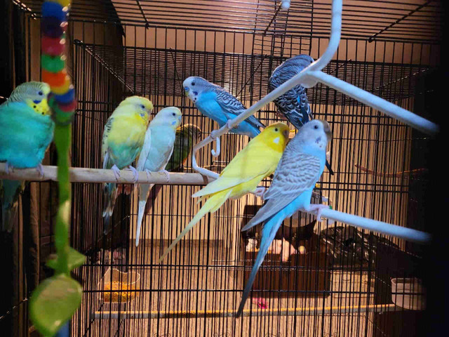 Budgies flock for rehoming. in Birds for Rehoming in Leamington