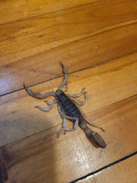 Desert hairy scorpion