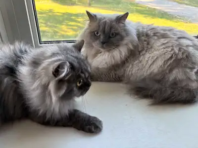 2 Beautiful Persian cats, View more