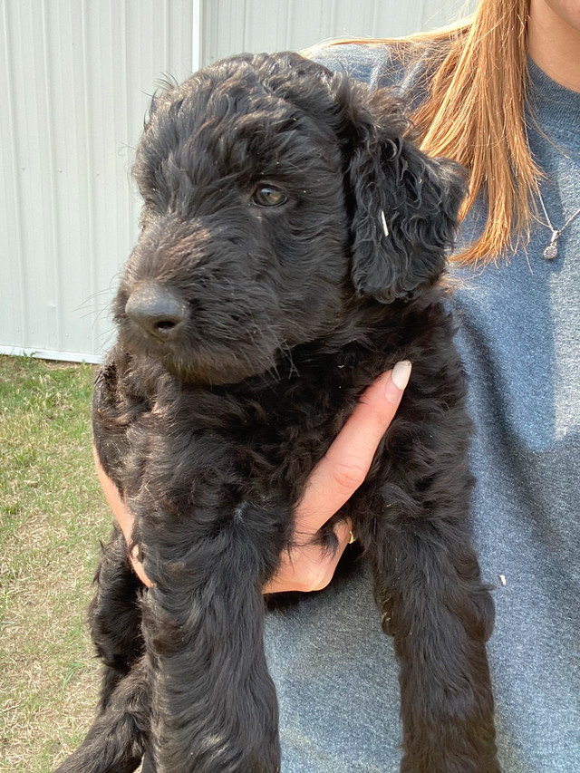 Doodle-mix puppy | Dogs & Puppies for Rehoming | Saskatoon | Kijiji