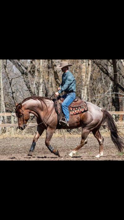 Western Professional Horse Trainer + Carpentry work !, View more