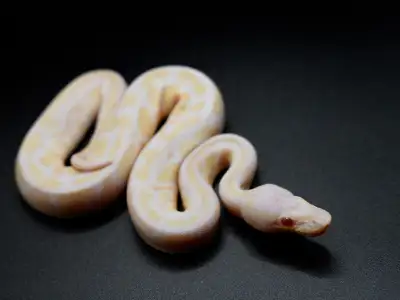 Pastel Mahogany Albino Ball python, View more