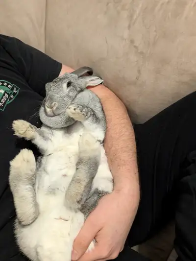 Bonjour, C’est le cœur lourd que j’offre mon lapin de compagnie Orléans. Je n’ai malheureusement plu...