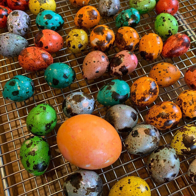 Coturnix Quail eggs and chicks, the new  chicken in Livestock in Chatham-Kent - Image 2