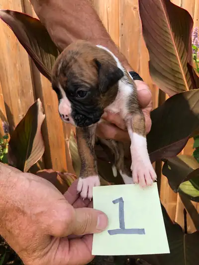 chiot boxer pure race, View more