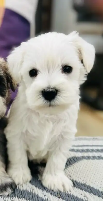 White Miniature Schnauzer , View more