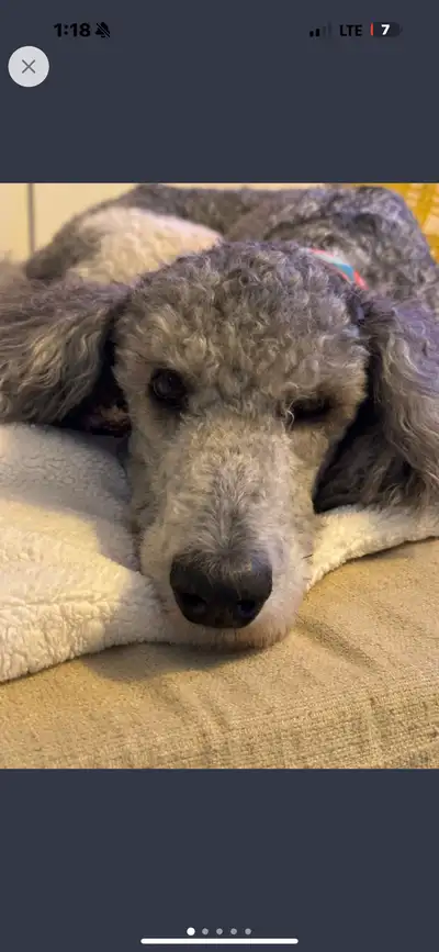 Standard poodle CKC , View more