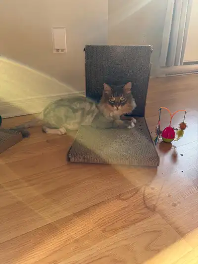 chatte ♥️, View more