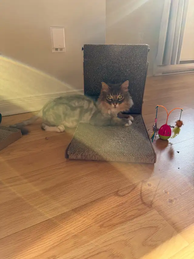 chatte ♥️ in Cats & Kittens for Rehoming in Longueuil / South Shore - Image 2