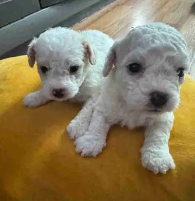 Puppy poodle, View more