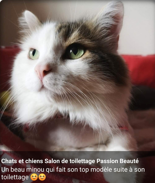 Tonte et Toilettage de chat Professionnel à votre domicile . dans Services pour animaux  à Ville de Québec