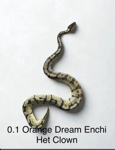 Female OD enchi Het Clown, View more