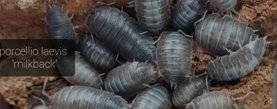 Porcellio laevis milkback x15