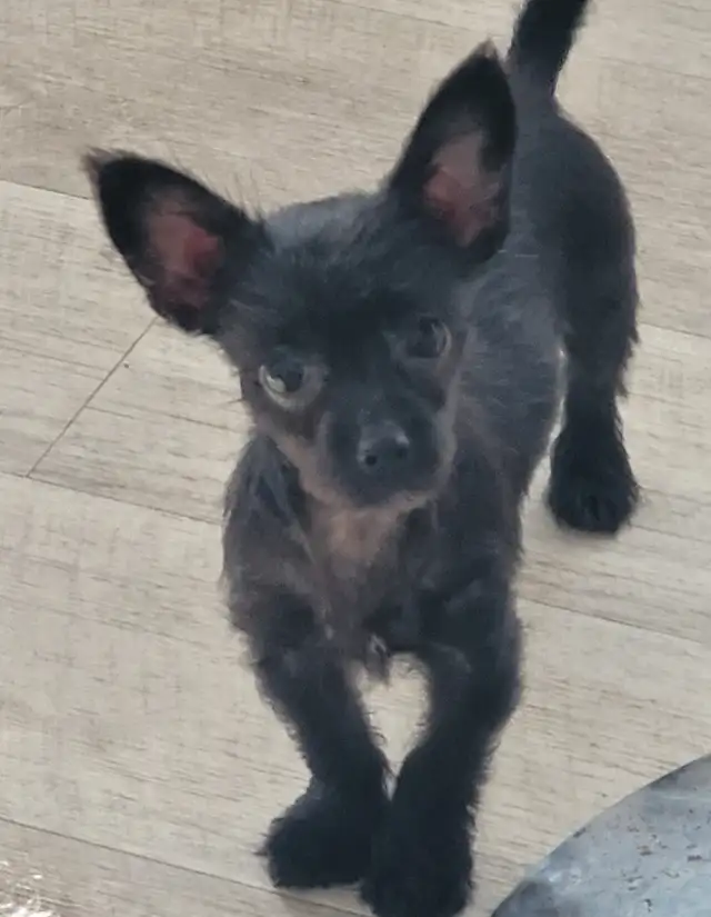 Puppies  for  sale  Chihuahua  cross  Maltese in Dogs & Puppies for Rehoming in Kitchener / Waterloo - Image 7