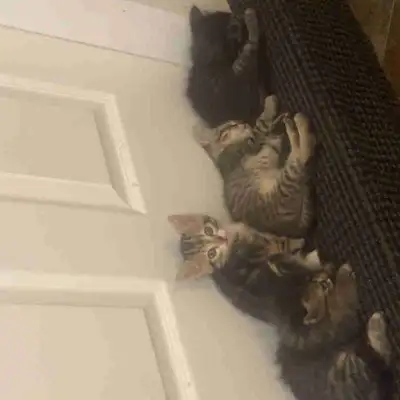 8 week old kittens available, View more