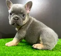 French Bulldogs, Rare colours Ready after May 20