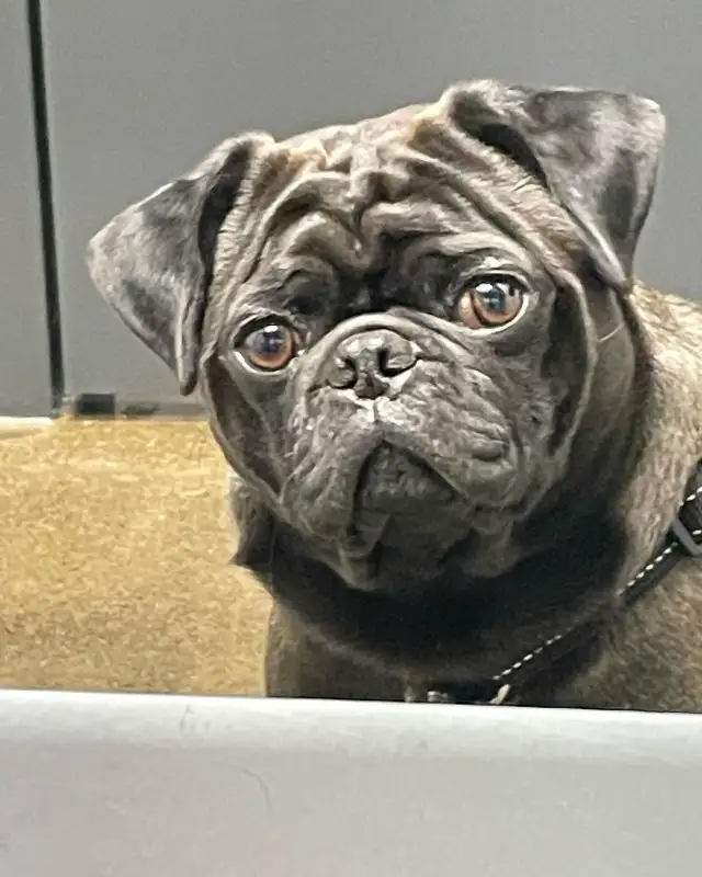 pug puppy in Dogs & Puppies for Rehoming in West Island - Image 3