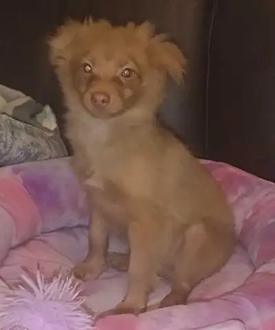 FULLY VACCINATED - Male Pomeranian, View more