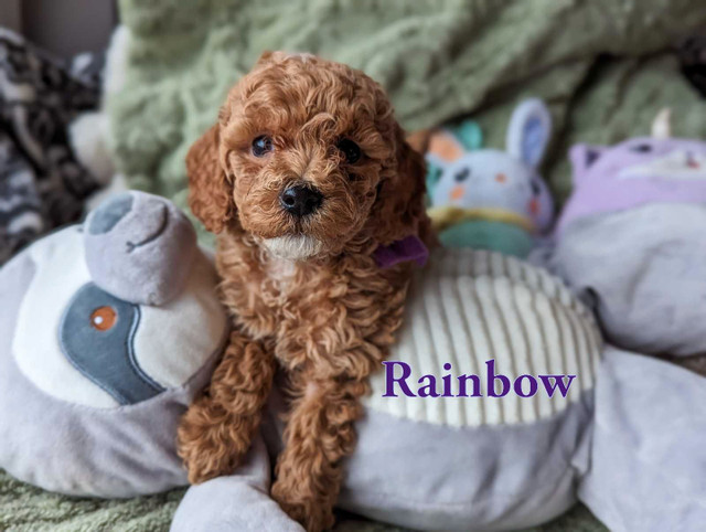 Perfect poodles puppies in Dogs & Puppies for Rehoming in Sudbury - Image 2