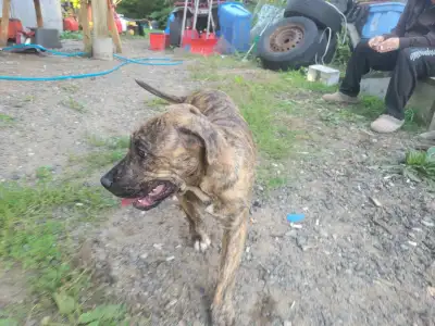 1 female left ! Loving puppys ready to go to there forever home. First shots and deworming . No hold...