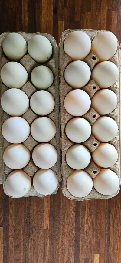 Duck Hatching Eggs, View more