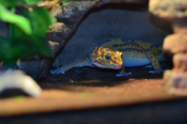 Leopard gecko with xl tank in Reptiles & Amphibians for Rehoming in Vancouver - Image 3