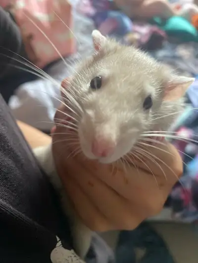 rats for sale, View more
