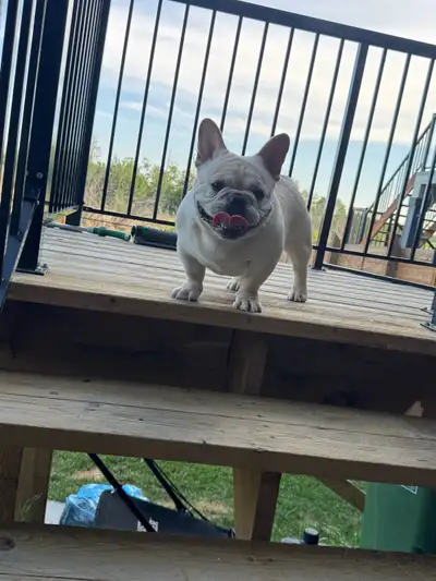 CKC French bulldog male , View more
