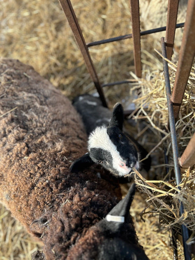Ram lamb  in Livestock in Winnipeg - Image 2