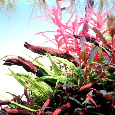 Aquarium plants for sale, View more