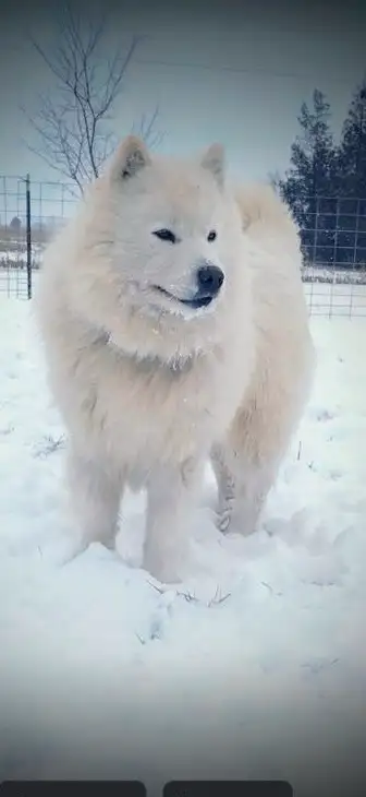 Adorable Purebread Male Samoyed. 8 wks June 20 in Dogs & Puppies for Rehoming in Leamington - Image 11