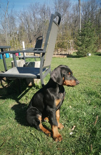 A beautiful Doberman Puppy ready for the new family