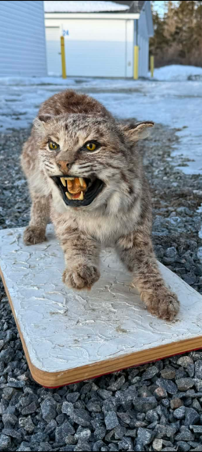 Bob cat mount, View more