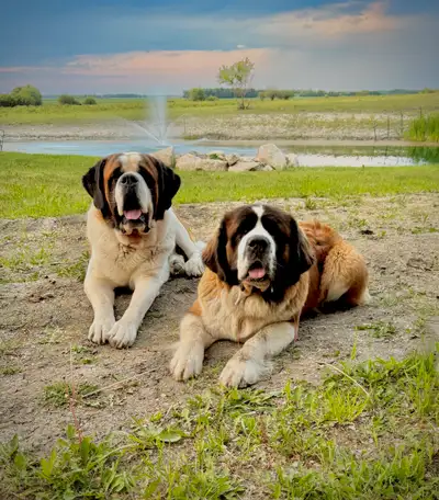 St. Bernard Pups - Fall waiting list, View more