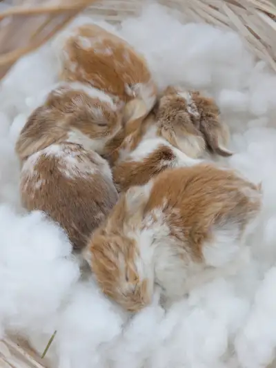 Purebred Holland Lop Bunnies, View more
