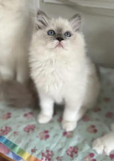 Adopted - Blue TICA Ragdoll Male, View more