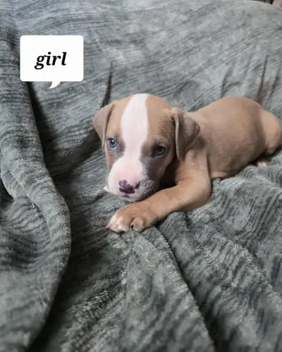 Puppies for sale, View more