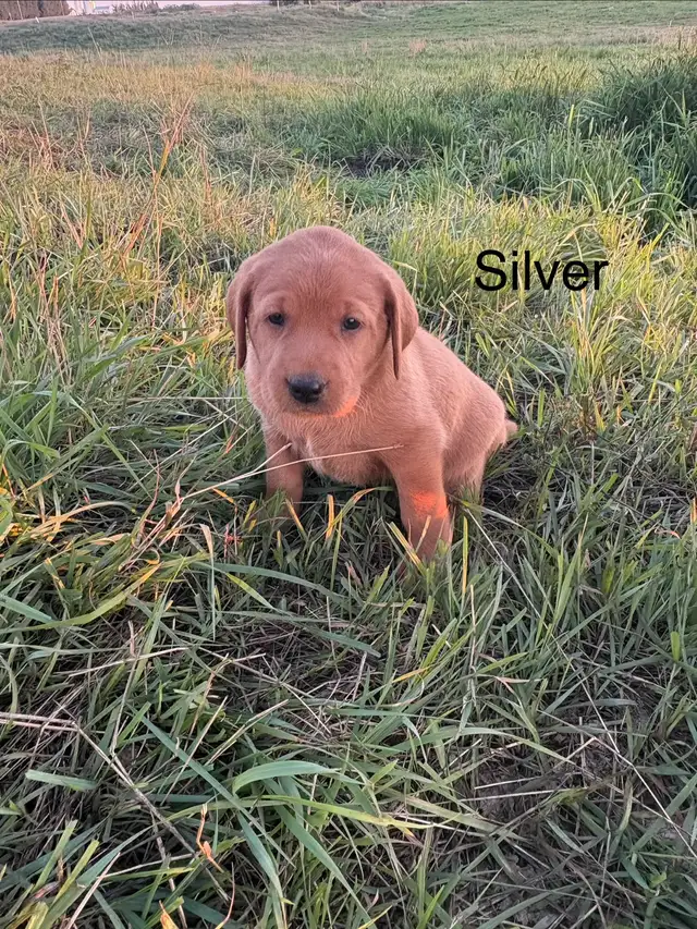 Purebred Labrador in Dogs & Puppies for Rehoming in Lethbridge - Image 6