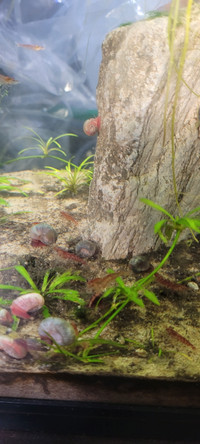Neocaridina shrimps ( Cherry shrimps)