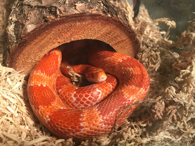 BEAUTIFUL ADULT CORNSNAKE SPECIAL in Reptiles & Amphibians for Rehoming in North Bay