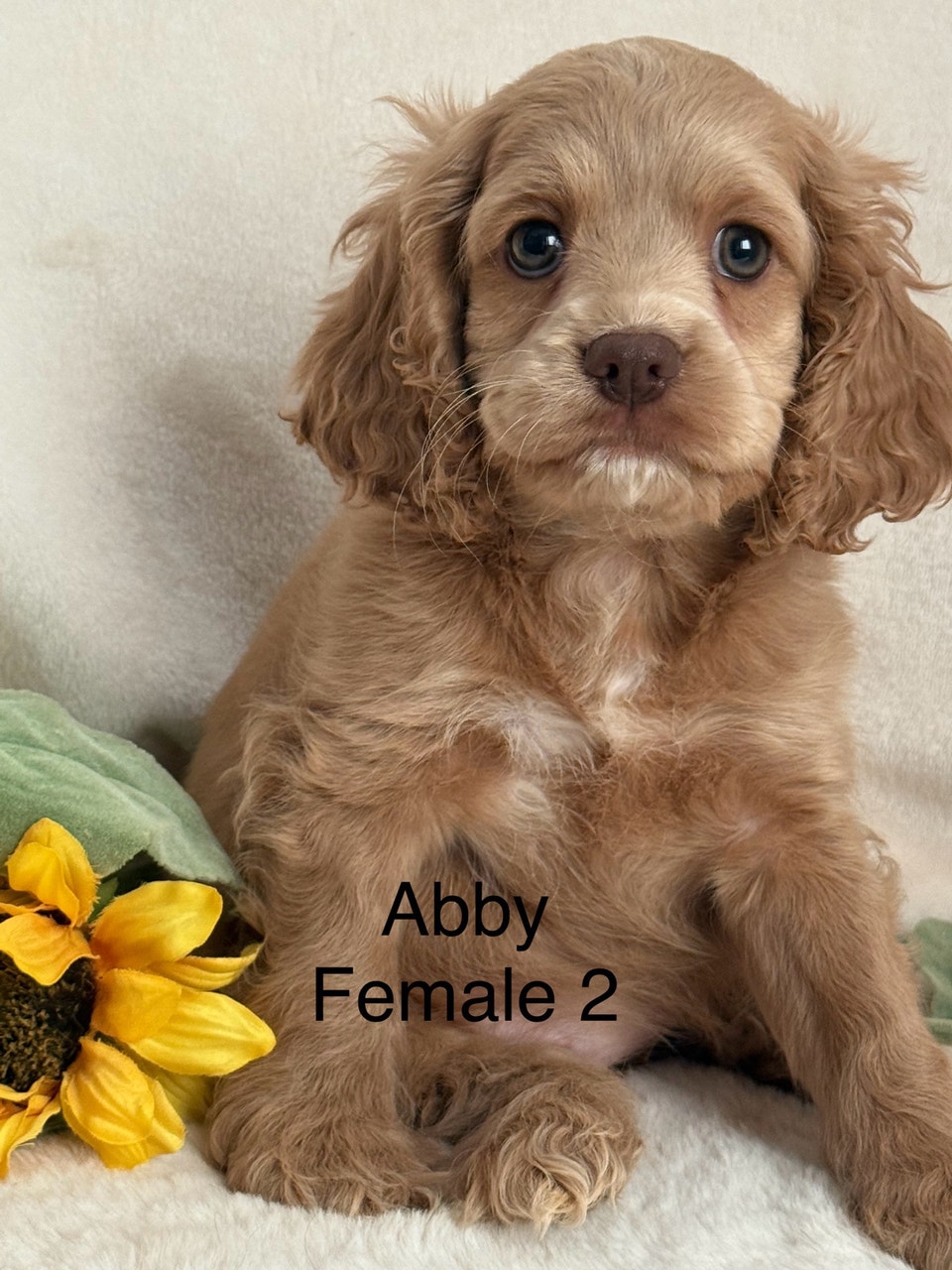 Beautiful Cockapoo - Last puppy | Dogs & Puppies for Rehoming | Calgary ...