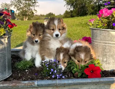 Purposefully well bred CKC Shetland Sheepdog pups, View more