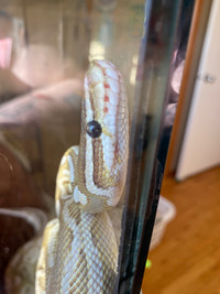 Female ball python with large tank  