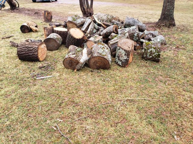 Free firewood in Free Stuff in Charlottetown - Image 2