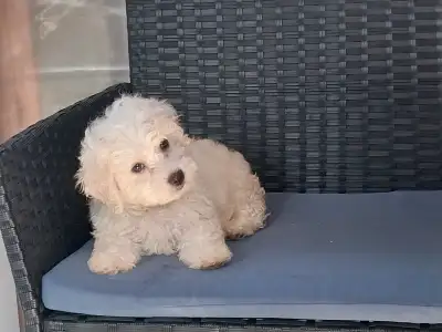 Extremely rare F1b Cokapoo Coton De Tulear puppies are here!!!, View more