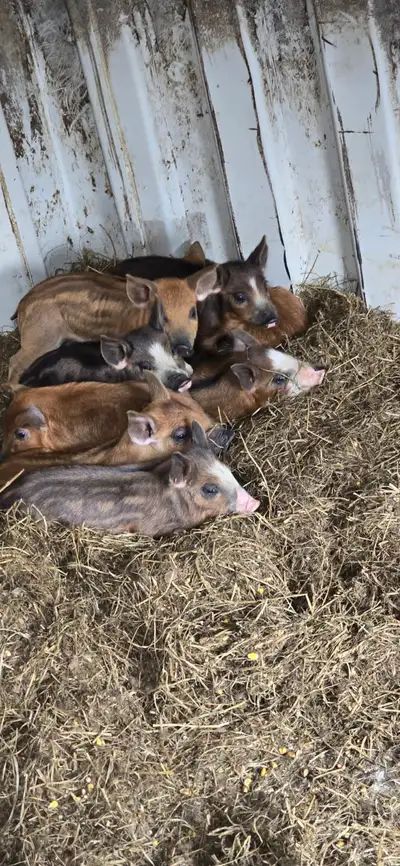 Weaned Piglets $100 each Call or text at 519-551-3567 There are many to choose from so when you come...
