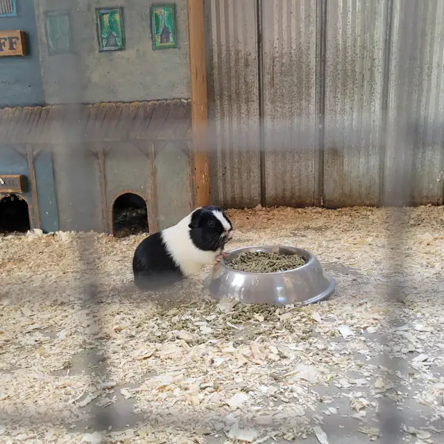 Pet Care  in Animal & Pet Services in Ottawa - Image 6