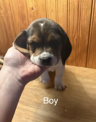 Purebread Beagle Puppies!, View more