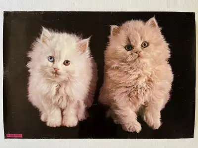 36" x 24" poster of two white kittens, View more